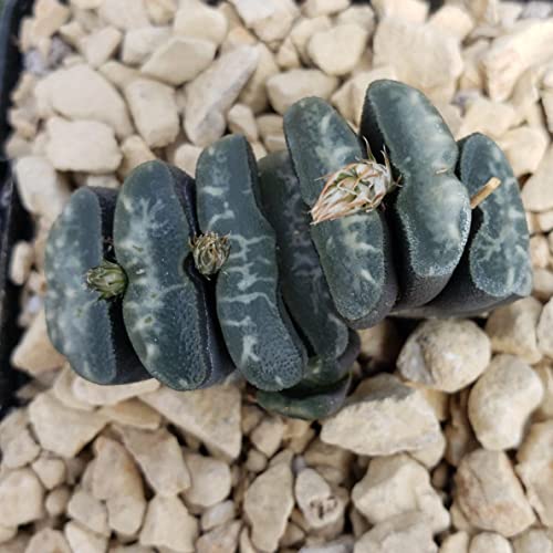 Haworthia Truncata Cacti Cactus Succulent Real Live Plant #TOP1