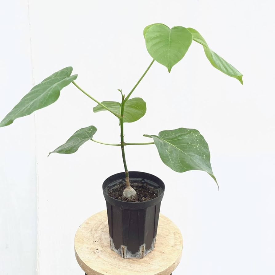 ボンバックス　実生A ボンバックス（Pseudobombax）をたねから育てる成長記録