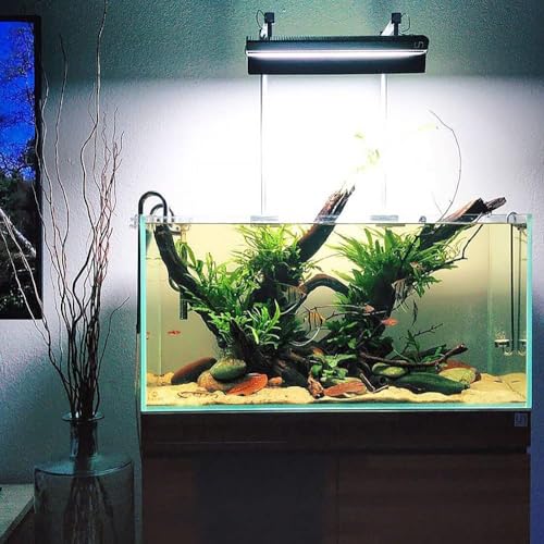 image for SubstrateSource SubsrateSource Java Fern Live Aquarium Plants - Freshw