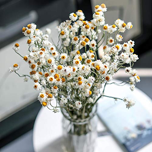 Ramo de flores secas de crisantemo silvestre para decoración miniatura 2