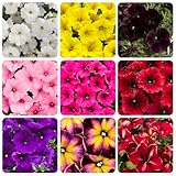 350+Annual Petunia Flower Seeds for Planting Outdoor-Perennial Petunia Plant Garden Home Non-GMO Heirloom