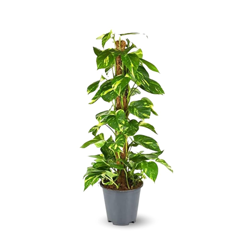 Attitude Jardin - Pothos avec tuteur - epipremnum aureum - 70-80 cm - ⌀ 17 cm - plante d'intérieur