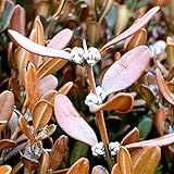 50 Pc Semillas De Plantas De Boj - Comprar Árboles, Bonsais De Interior Bonsais Semillas De Boj, Semillas De Árboles Árboles Jardín Resistente Árbol Bonsái, Regalos Sostenibles Mini