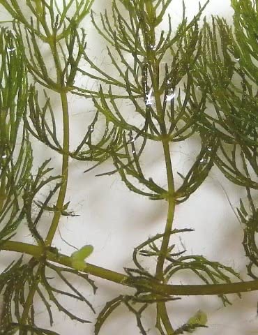 Marcus Fish Tanks Hornwort Coontail Ceratophyllum Easy Live Aquarium Plant Oxygenating Pond Plant Buy 2 Get 1 Extra thumb #7