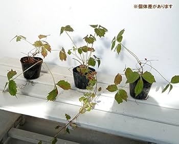 夏蔦　山採り Bonsai diary】 Naturl Bonsai 夏蔦（ナツヅタ）を山採りしてミニ盆栽