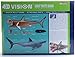 4D Vision Great White Shark Anatomy Model