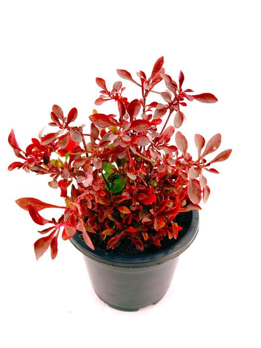 OhhSome Imported Brazilian Alternanthera Red - Evergreen Ornamental Live Plant Flowering For Home Garden(1 Plant) (B0C7VY798T) Amazon Price History, Amazon Price Tracker