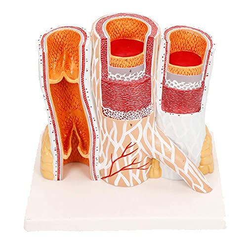 Buy Anatomy Model, Anatomical Models of Arteries and Veins for Medical