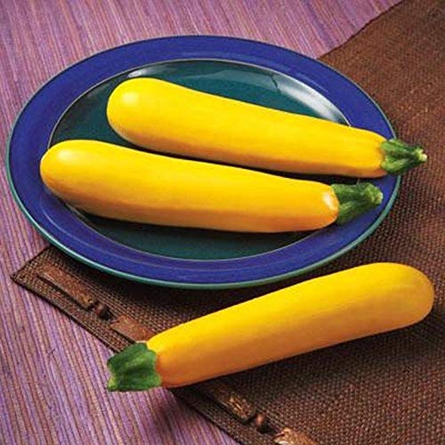 Golden Glory F1 Hybrid Squash Seeds (25 Seed Package)