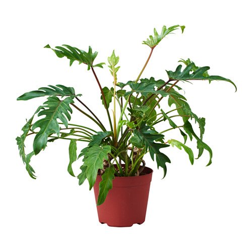 Harit Special Green Plant Xanadu Air Purifying PHILODENDRON Xanadu