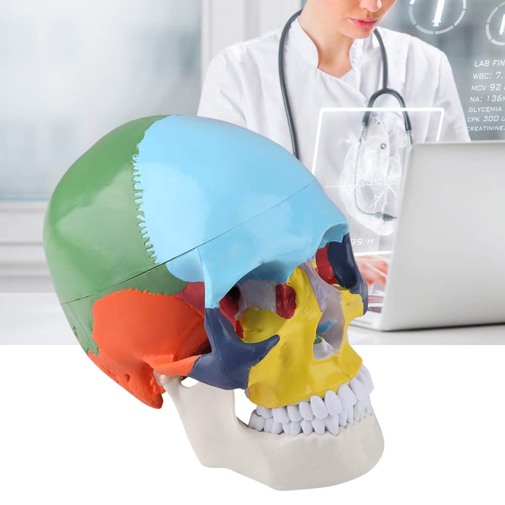 Modelo Médico de Cráneo Humano, Modelo de Cráneo Humano, Modelo de Muestra de Cráneo Modelo Anatómico de Cráneo Humano para Pintar