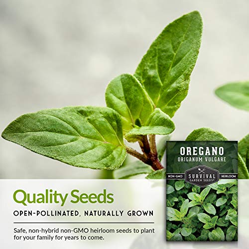 Oregano Seeds for Planting - Origanum Vulgare Culinary Herb for Italian Dishes - Grow Indoors or Outdoors for Fresh Flavor and Pollinators - Heirloom, Non-GMO - Survival Garden Seeds (1 Pack) - Image 4