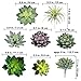 15 Pcs Assorted Artificial Succulents Unpotted Small Green Hops Aloe Echeveria Air Plant Picks Fake Succulents in Bulk for Succulent Garden Arrangement Wreath Centerpiece Indoor Outdoor Home Decor