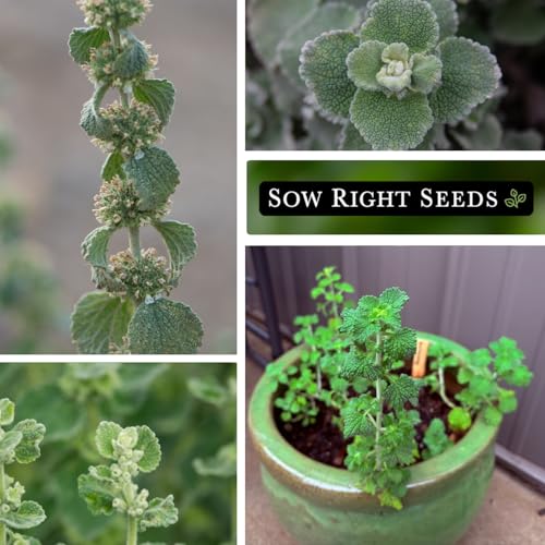 Sow Right Seeds - Horehound Seeds for Planting - Grow Your Own Marrubium Vulgare - Heirloom Non-GMO Variety - Easy to Grow - Perfect for Herbal Remedies & Tea - Ideal in Pollinator Gardens (2) - Image 4