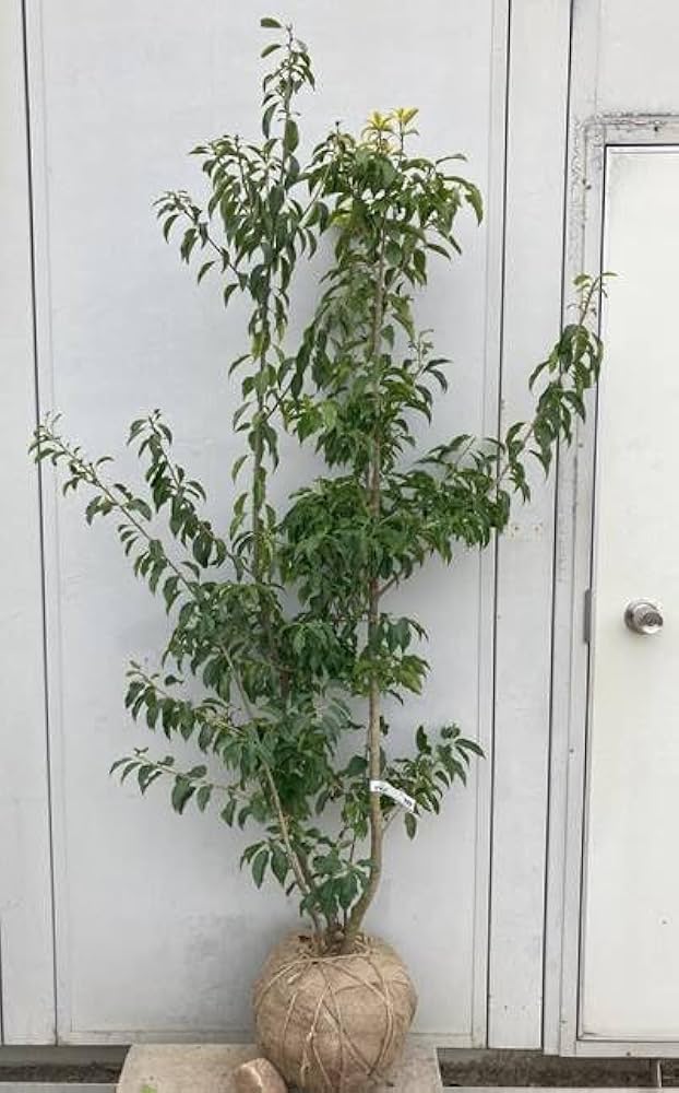 Amazon.co.jp: ソヨゴ 株立ち(雄雌不明株) 樹高1.6m(根鉢含まず