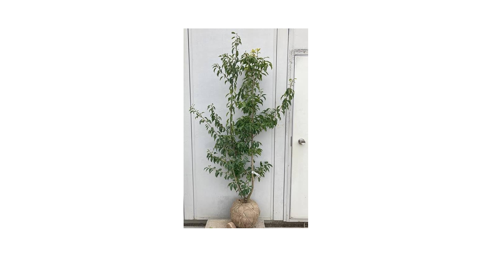 クロソヨゴ　寄せ株　/313 楽天市場】クロソヨゴの通販