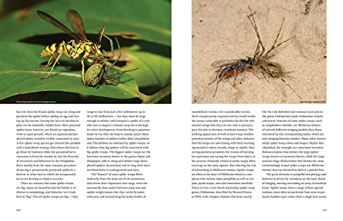 Hymenoptera: The Natural History and Diversity of Wasps, Bees and Ants - Image 7