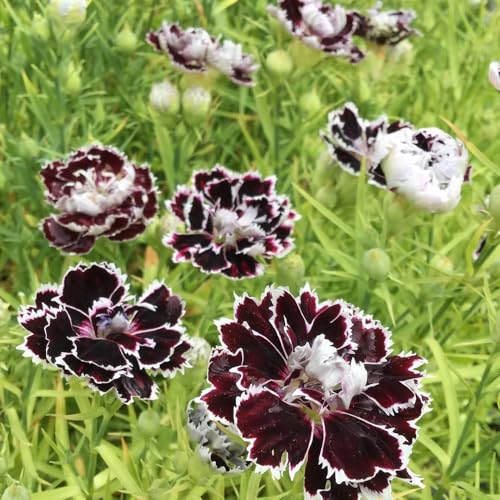 semi di garofano dolce - regali per gli amanti del giardino Dianthus chinensis - semi perenni resistenti e perenni vecchie varietà giardino 300pcs