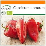 El marconi rojo largo es un pimiento rojo largo con un sabor suave. Si se comen verdes, tienen un sabor dulce y rojos un sabor aún más dulce. Ocasionalmente, la variedad también puede producir frutas picantes. ….. (En las fotos se puede encontrar una foto de la parte posterior de nuestra tarjeta de semillas con las instrucciones completas de siembra y de atención)