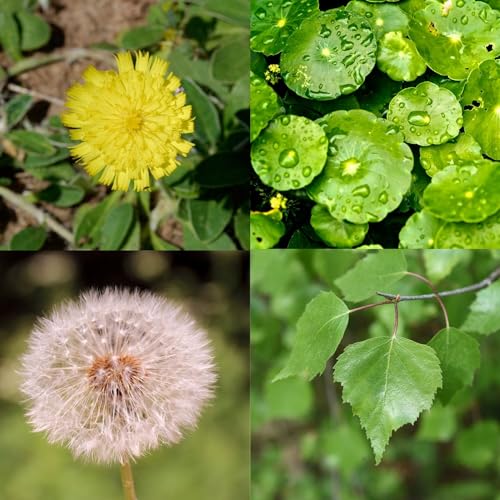 Vonderweid - DrenaMix | Mix Tinture Madri con Pilosella+ Centella+ Betulla+ Tarassaco | Integratore Drenante Depurativo Naturale | Estratto Totale ad Ultrasuoni | Analcolico, Vegan | 100 ml - 3