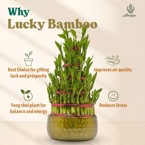Image of Amulya Farms 5 Layer Lucky Bamboo Plant with Premium Golden Metal Planter | Feng Shui Plants | Good Luck Plant | Vastu Plants for Home Indoor | Live Plants for Living Room, Office, Desk, decoration |