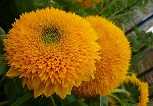 Miniatura 4 de RAISE ME UP Semillas de oso de peluche enano girasol ornamental flores anuales