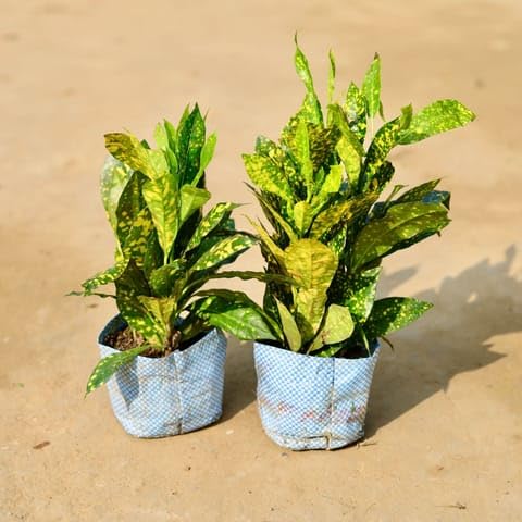 Best Nursery Set of 2 - Baby Croton in 3 Inch Plant Nursery Bag-image-48