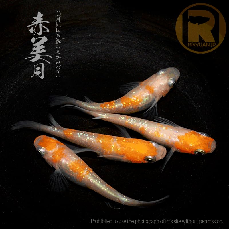 Amazon | 赤美月〈2ペア〉/紅白ラメ/めだか処 利久庵/生体 成魚の