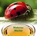 Live Ladybugs - Approximately 4500 + Hirt's Nature NectarTM