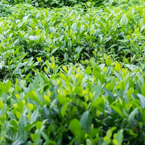 Semillas orgánicas de té verde Plantas de árbol de té en macetas -Serie de plantas raras- semillas de plantas Plantas de jardín de rocas resistentes Plantas resistentes al invierno 50pcs