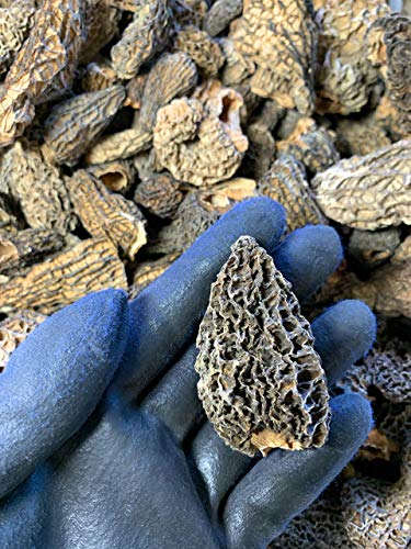 Premium Wild Dried Canadian Morel Mushrooms By Golden Tea Leaf Co - 2 oz. / 57g