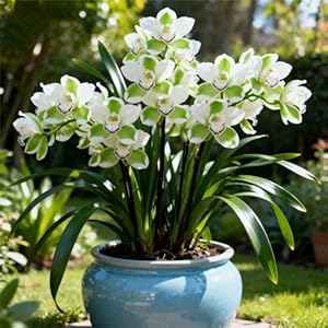 Rhizomes d'orchidée cymbidium, faciles d'entretien, orchidées de colibri, intérieur idéal, résistant à l'hiver, terrasse ou balcon, de qualité supérieure (oignons cymbidium)-3Rhizome-D