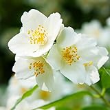 Période de floraison : Juin Seringat - Philadelphus Bouquet Blanc 7,5l - Plante En Pot - Hauteur 60/80 cm