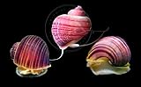 Swimming Creatures™ Mystery Snails Freshwater Aquarium Snails for Fish Tanks (Magenta (3 Pack))