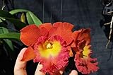 Cattleya Orchid RLC Star of Siam Fragrant Cattleyas Comes in 2' Pot