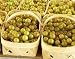 HEIRLOOM NON GMO Giant SCUPPERNONG White Muscadine 5 seeds