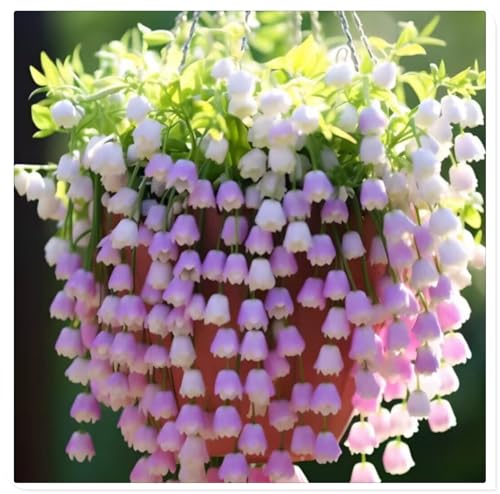 Rizoma de lirio de los valles perenne, Decuado para plantar al aire libre, Diseño de paisaje, Floración duradera-15 Rizomas-c