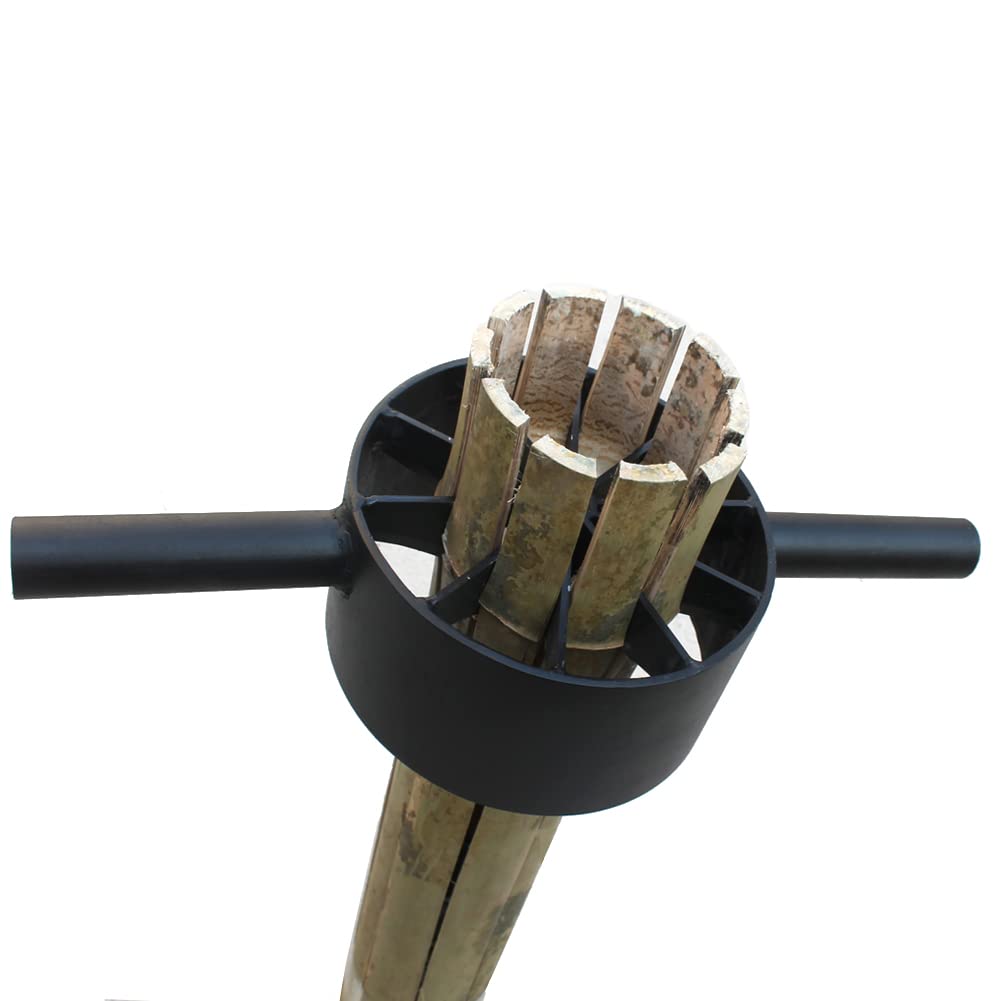 cactus lan Large Cactus - Large Cactus For Sale main image 0