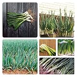 100 piezas Semillas de cebolleta ecológica, plantas resistentes