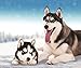 Husky Dog Fleece Throw Blanket 50" x 60"