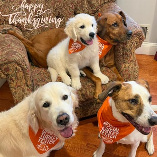 ICEMOOD Fall Dog Bandana Theme, Turkey Tester, Slogan Printed Thanksgiving Holiday Pet Bandana Snap Button Triangle Scarf - Image 4