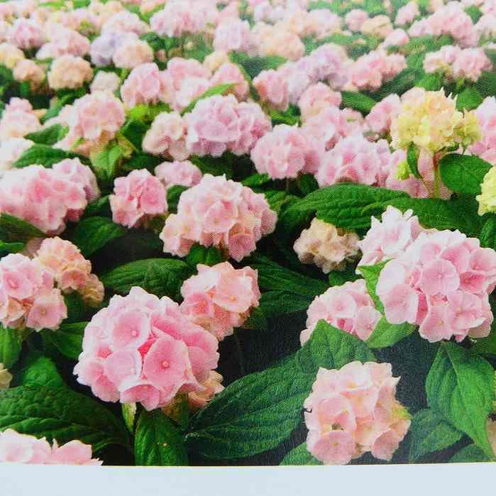 Amazon | 山アジサイ 伊予獅子てまり 5号鉢 ピンク花 鉢植え 母の日