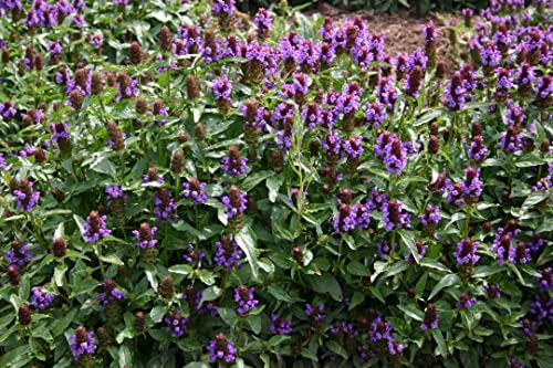 500 Heal All Seeds Flower Herb Prunella Vulgaris - Always Fresh Seed! #TOP2