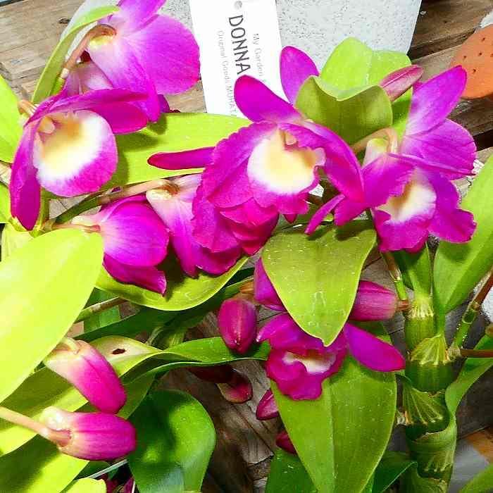 Amazon | 蘭 デンドロビューム 3号鉢 グレートウェーブ ラッキー