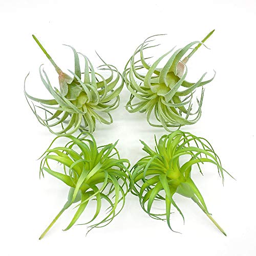Get the Ultimate LowMaintenance Solution with Artificial Air Plants
