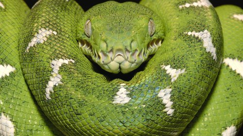 Preisvergleich Produktbild 1010 XP + Vista-Spiele - Jubiläums-Edition