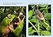 In a Rainforest Tree: Band 04/Blue (Collins Big Cat Phonics for Letters and Sounds – Age 7+)