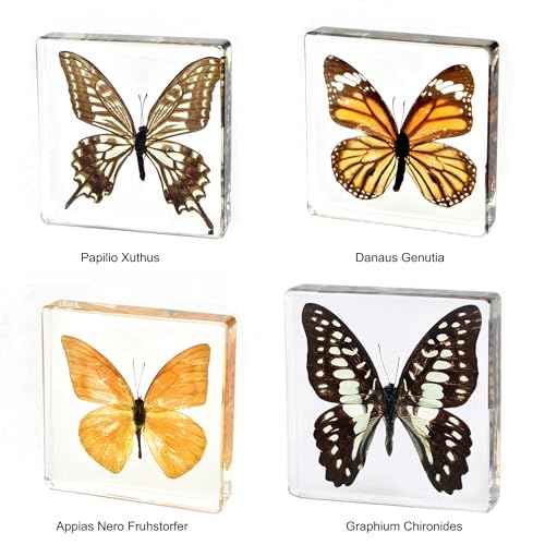 Image of Taxidermy Butterfly, Real Butterfly Specimens in Resin Preserved, Clear for Closer-Look & Study, Science Educational Classroom Specimen, Decor Ornament, Unique Amazing Gift (A, 3.0x3.0x0.8-inch)