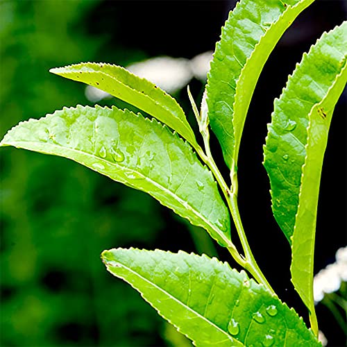 Qauzuy Garden 5 Premium Tea Tree Shrub Plant (Camellia Sinensis) Seeds For Planting | Organic Non-Gmo Heirloom Seeds To Plant Home Garden Outdoor #TOP14