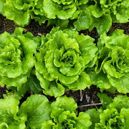 PflücksalatSamen, stauden winterhart mehrjährig exotische wintergemüse salatsamen alte sorten 400pcs